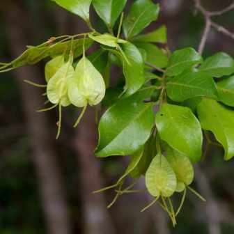 Hymenocardia ulmoides - Red Heart Tree, Small Red-heart; Rooihartboom - 5 Seed Pack - Image 2