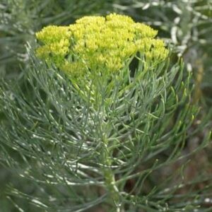 Hymenolepis crithmoides - Feathery Coulter Bush - 10 Seed Pack