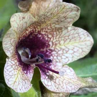 Hyoscyamus niger - Black Henbane Seeds - 10 Seed Pack