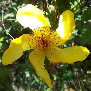 Hypericum revolutum - Curry Bush - 10+ Seed Pack