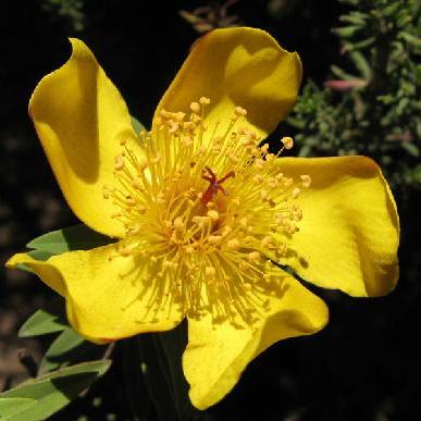 Hypericum revolutum - Curry Bush - 10+ Seed Pack - Image 2