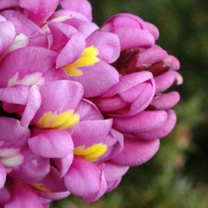 Hypocalyptus sophoroides - Bubblegum Bush; Rooikeur - 5 Seed Pack
