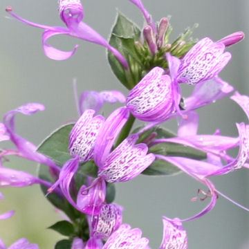 Hypoestes aristata - Ribbon Bush - 5 Seed Pack