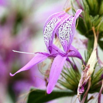 Hypoestes aristata - Ribbon Bush - 5 Seed Pack - Image 2
