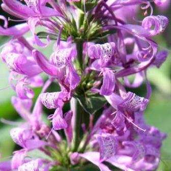 Hypoestes aristata - Ribbon Bush - 5 Seed Pack - Image 3