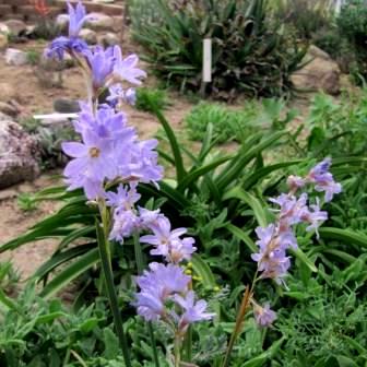 Ixia rapunculoides - Bloukalossie; Bluebells - 5 Seed Pack