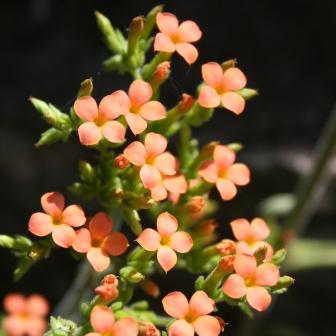 Kalanchoe crenata - 10+ Seed Pack - Image 2