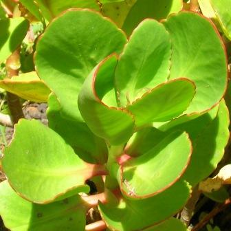 Kalanchoe crenata - 10+ Seed Pack - Image 3