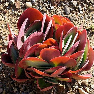 Kalanchoe thyrsiflora - Paddle Plant, Flapjacks - 20 Seed Pack