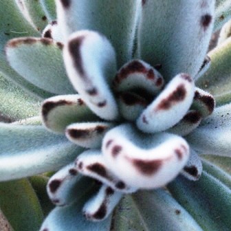 Kalanchoe tomentosa - Panda Plant, Pussy Ears - 10 Seed Pack