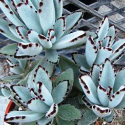 Kalanchoe tomentosa - Panda Plant, Pussy Ears - 10 Seed Pack - Image 2