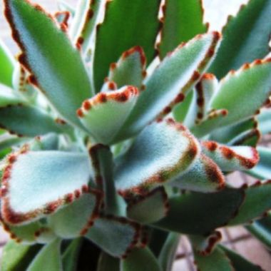 Kalanchoe tomentosa - Panda Plant, Pussy Ears - 10 Seed Pack - Image 3