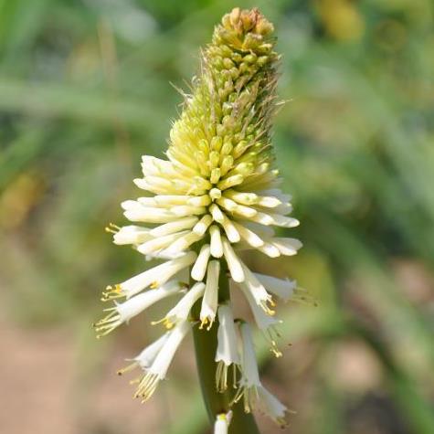 Kniphofia albescens - 5 Seed Pack