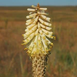 Kniphofia albescens - 5 Seed Pack - Image 2