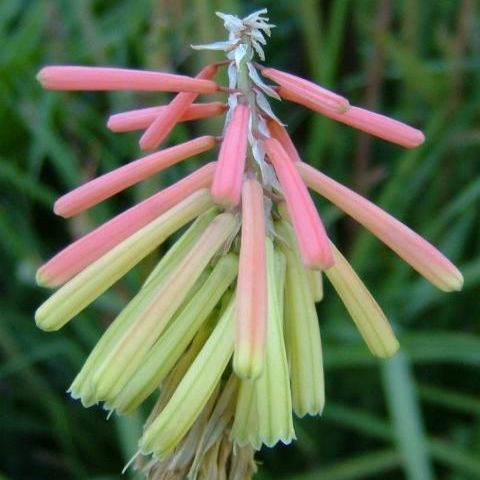 Kniphofia hirsuta - 5 Seed Pack - Image 2
