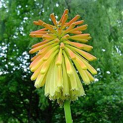 Kniphofia linearifolia - Common Marsh Poker - 5 Seed Pack - Image 2