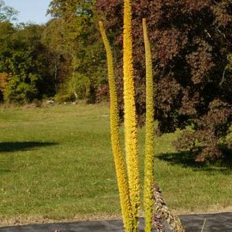 Kniphofia multiflora - Cream Giant Poker - 5 Seed Pack