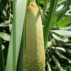 Kniphofia multiflora - Cream Giant Poker - 5 Seed Pack - Image 2
