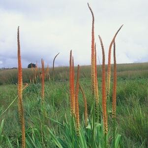 Kniphofia multiflora - Orange Giant Poker - 5 Seed Pack