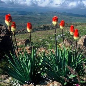 Kniphofia ritualis - 5 Seed Pack