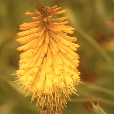 Kniphofia splendida - 5 Seed Pack