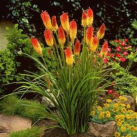 Kniphofia uvaria - 5 Seed Pack