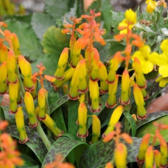 Lachenalia aloides var. aloides - 5 Seed Pack