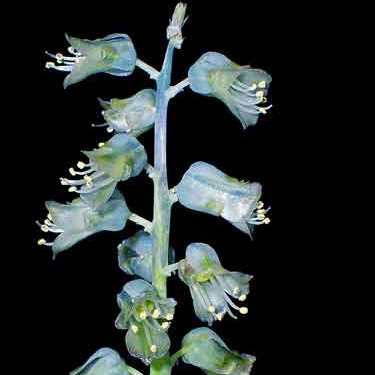 Lachenalia attenuata - 5 Seed Pack