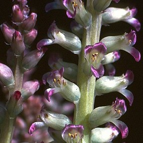 Lachenalia carnosa - 5 Seed Pack