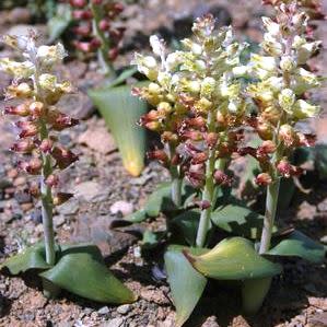 Lachenalia doleritica - 5 Seed Pack