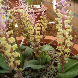 Lachenalia elegans var elegans - 5 Seed Pack - Image 2