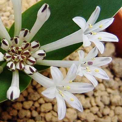 Lachenalia ensifolia ssp ensifolia - 5 Seed Pack - Image 2