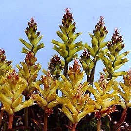 Lachenalia fistulosa - 5 Seed Pack