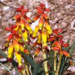Lachenalia flava - 5 Seed Pack