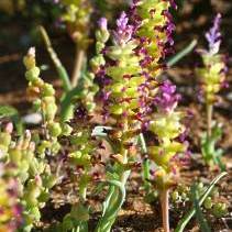 Lachenalia framesii - 5 Seed Pack