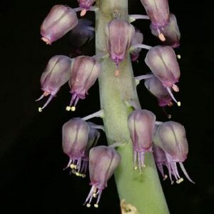 Lachenalia glauca - 3 Seed Pack