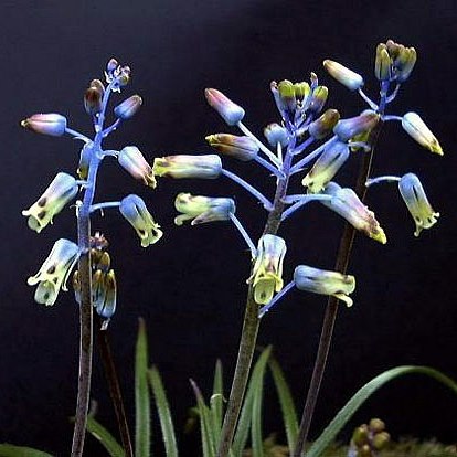 Lachenalia hirta var hirta - 3 Seed Pack