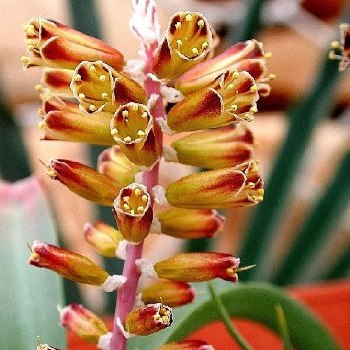 Lachenalia isopetala - 5 Seed Pack
