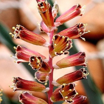 Lachenalia isopetala - 5 Seed Pack - Image 2