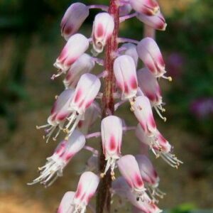 Lachenalia juncifolia - 5 Seed Pack