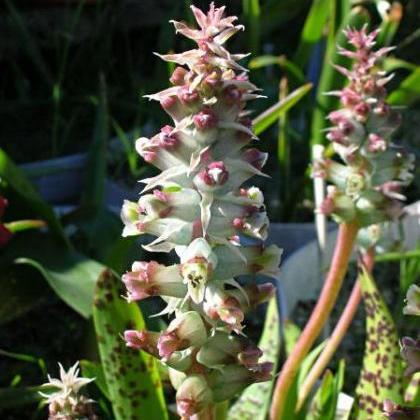 Lachenalia longibracteata - 5 Seed Pack