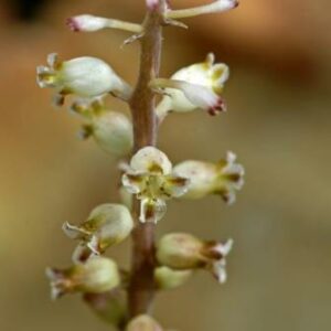 Lachenalia membranacea - 5 Seed Pack