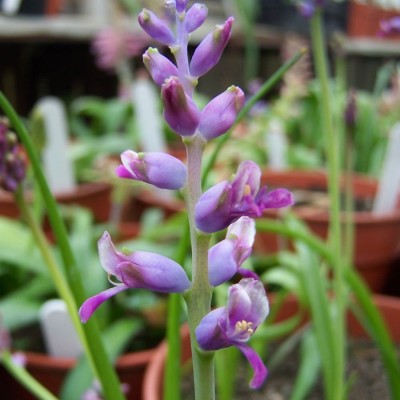 Lachenalia namaquensis - Namakwa Smalblaar Viooltjie - 3 Seed Pack