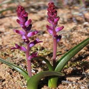 Lachenalia namaquensis - Namakwa Smalblaar Viooltjie - 3 Seed Pack - Image 2