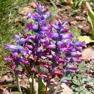 Lachenalia orchioides var. glaucina - 5 Seed Pack