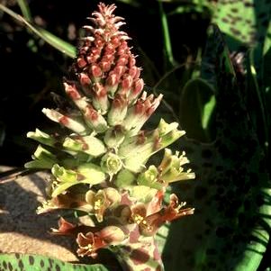 Lachenalia orchioides var. orchioides - Groenviooltjie; Wild Hyacinth - 5 Seed Pack