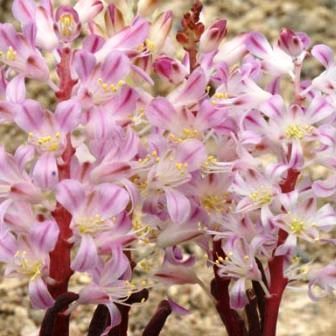 Lachenalia patula - 5 Seed Pack