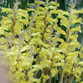 Lachenalia polypodantha ssp eburinea - 5 Seed Pack