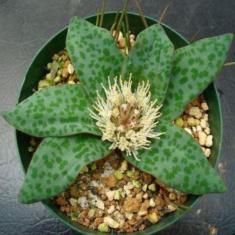 Lachenalia pusilla - 3 Seed Pack