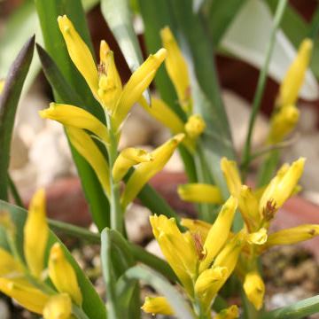 Lachenalia reflexa - 3 Seed Pack